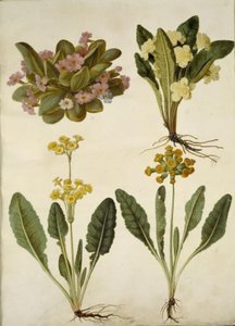 Primula vulgaris (masopustní pastýř); Primula vulgaris (kříženec prvosenky velkokvěté); Primula veris (hybrid vigny s dutým hrdlem) od Hans Simon Holtzbecker