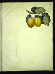 Prunus domestica (blomme) od Hans Simon Holtzbecker