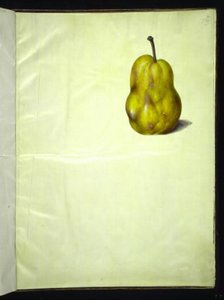 Pyrus communis (hruška obecná) od Hans Simon Holtzbecker