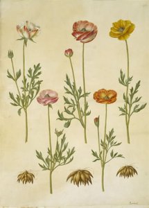 Ranunculus asiatica (have-ranunkel) od Hans Simon Holtzbecker