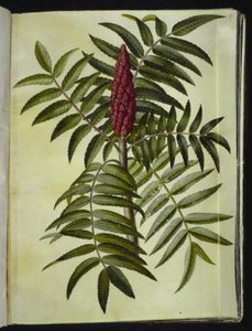 Rhus typhina (jelení strom) od Hans Simon Holtzbecker