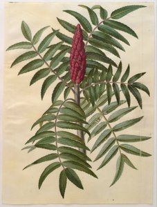 Rhus typhina od Hans Simon Holtzbecker