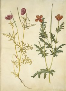 Roemeria hybrida (fialová hornvalmue); Glaucium horniculatum (rød hornskulpe) od Hans Simon Holtzbecker