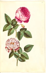 Rosa × centifolia (centifolie-růže); Rosa gallica versicolor (