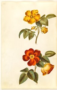 Rosa foetida (žlutá růže); Rosa foetida (turecká růže) od Hans Simon Holtzbecker