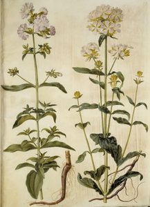 Saponaria officinalis (mydlice obecná) od Hans Simon Holtzbecker