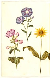 Saponaria officinalis (mydlice obecná); Convolvulus tricolor (dívčí sukně); Helianthus (?) (druh slunečnice) od Hans Simon Holtzbecker