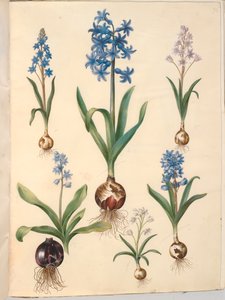 Scilla bifolia (tobladet skilla); orientální hyacint (almindelig hyacint); krásná skilla (himmelblå skilla) od Hans Simon Holtzbecker