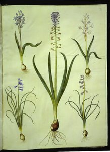 Scilla bifolia (scilla dvoulistá); Muscari comosum (hyacint setmělý); Brimeura amethystina (pyrenejský hyacint) od Hans Simon Holtzbecker