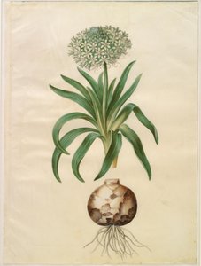 Scilla peruviana (scilla obrovská) od Hans Simon Holtzbecker