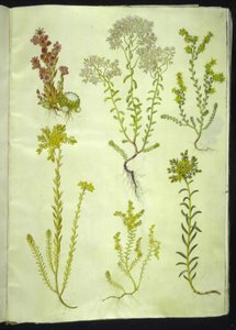 Sempervivum arachnoideum (cibule pavučinová); Sedum album (kamenovka bílá); Sedum acre (kamenovka kousavá); Sedum rupestre (kamenník horský); Sedum sexangulare (kamenovka šestiřadá) od Hans Simon Holtzbecker