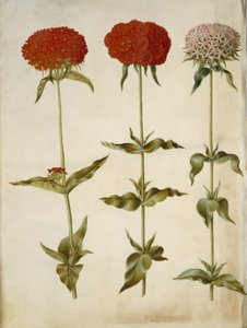 Silene chalcedonica (spalující láska) od Hans Simon Holtzbecker