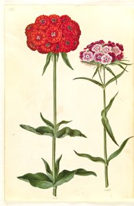 Silene chalcedonica (spalující láska); Dianthus barbatus (studentský karafiát) od Hans Simon Holtzbecker