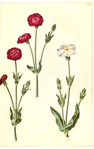 Silene coronaria (korunní ježovka) od Hans Simon Holtzbecker