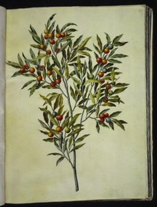 Solanum pseudocapsicum (jeruzalémský korálový strom) od Hans Simon Holtzbecker