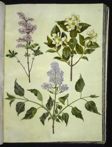 Syringa ×persica (šťovík perský); Philadelphus coronarius (voňavé potrubní dřevo); Syringa vulgaris (šťovík obecný) od Hans Simon Holtzbecker