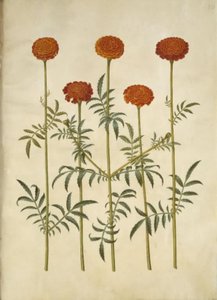 Tagetes patula (sametový květ) od Hans Simon Holtzbecker