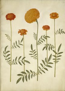 Tagetes patula (sametový květ); Tagetes erecta (sametový květ vzpřímený) od Hans Simon Holtzbecker