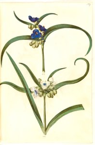 Tradescantia virginiana eller Tradescantia ohiensis (?) (blomsterjøde) od Hans Simon Holtzbecker