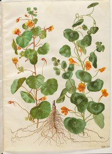 Tropaeolum minus (řeřicha malá) od Hans Simon Holtzbecker