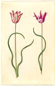 Tulipa clusiana (clusius-tulipán) od Hans Simon Holtzbecker