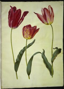 Tulipa gesneriana (tulipán) od Hans Simon Holtzbecker