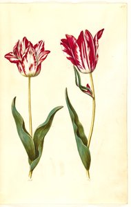Tulipa gesneriana (tulipán) od Hans Simon Holtzbecker