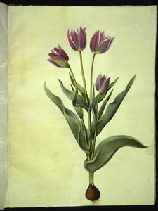 Tulipa gesneriana (tulipán) od Hans Simon Holtzbecker
