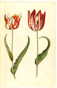 Tulipa gesneriana (tulipán) od Hans Simon Holtzbecker