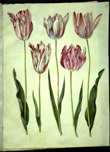 Tulipa gesneriana (tulipán) od Hans Simon Holtzbecker