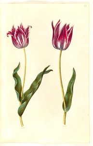 Tulipa gesneriana (tulipán) od Hans Simon Holtzbecker