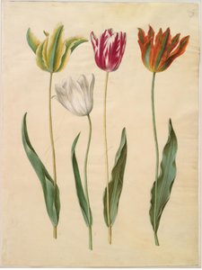 Tulipa gesneriana (tulipán) od Hans Simon Holtzbecker