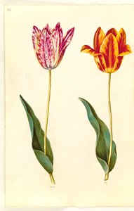 Tulipa gesneriana (tulipán) od Hans Simon Holtzbecker