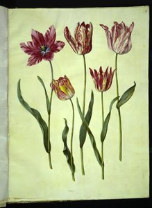Tulipa gesneriana (tulipán) od Hans Simon Holtzbecker