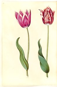 Tulipa gesneriana (tulipán) od Hans Simon Holtzbecker