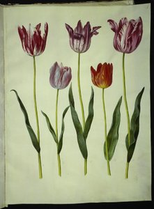 Tulipa gesneriana (tulipán) od Hans Simon Holtzbecker