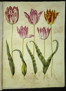 Tulipa gesneriana (tulipán) od Hans Simon Holtzbecker