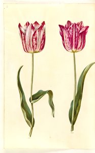 Tulipa gesneriana (tulipán) od Hans Simon Holtzbecker