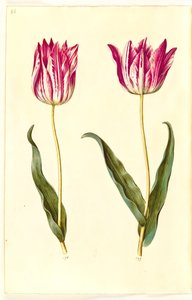 Tulipa gesneriana (tulipán) od Hans Simon Holtzbecker