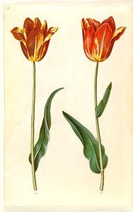 Tulipa gesneriana (tulipán) od Hans Simon Holtzbecker