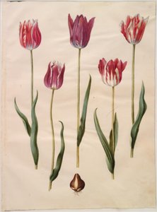 Tulipa gesneriana (tulipán) od Hans Simon Holtzbecker