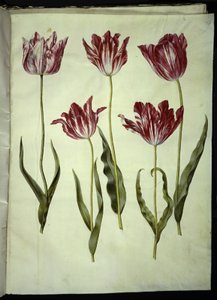 Tulipa gesneriana (tulipán) od Hans Simon Holtzbecker