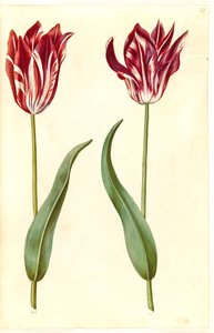 Tulipa gesneriana (tulipán) od Hans Simon Holtzbecker