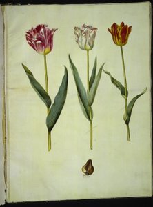 Tulipa gesneriana (tulipán) od Hans Simon Holtzbecker