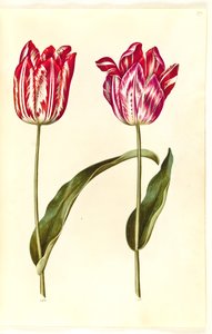 Tulipa gesneriana (tulipán) od Hans Simon Holtzbecker