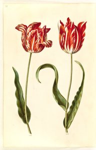 Tulipa gesneriana (tulipán) od Hans Simon Holtzbecker