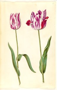 Tulipa gesneriana (tulipán) od Hans Simon Holtzbecker