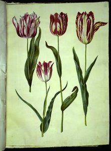 Tulipa gesneriana (tulipán) od Hans Simon Holtzbecker