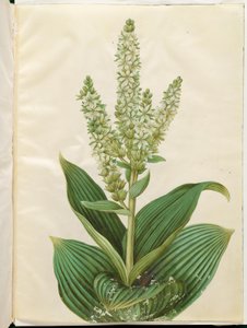 Veratrum album (bílý skládací list) od Hans Simon Holtzbecker