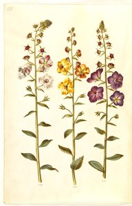 Verbascum blattaria (klase-kongelys); Fénické verbascum (fialová-congelys) od Hans Simon Holtzbecker